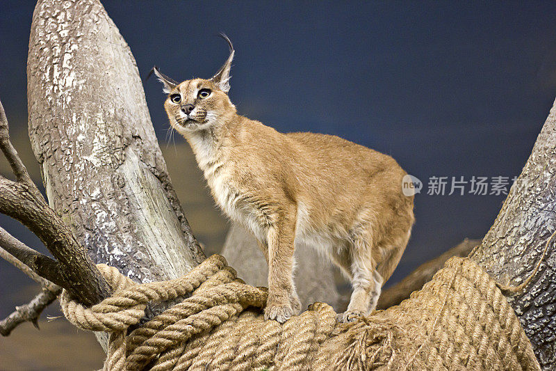 Caracal行尸走肉