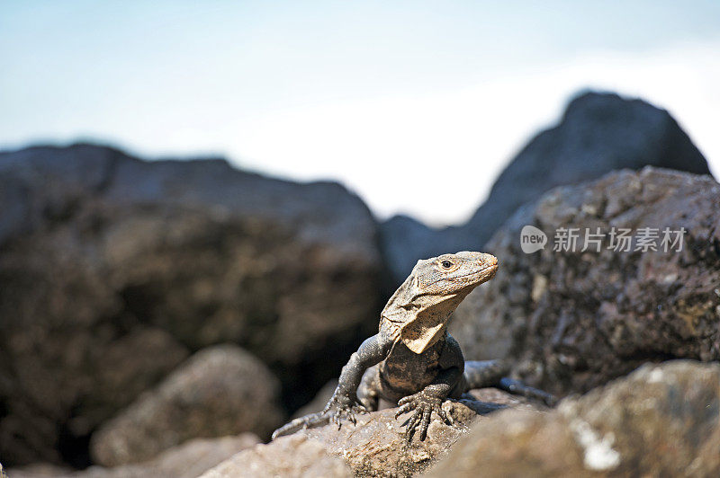 好奇的鬣蜥，曼纽尔·安东尼奥，哥斯达黎加