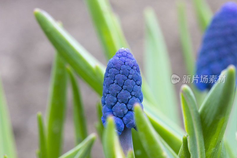 Muscari。葡萄风信子