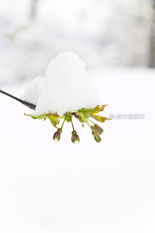 樱花的花蕾被雪覆盖