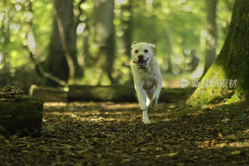 拉布拉多犬在林地中奔跑