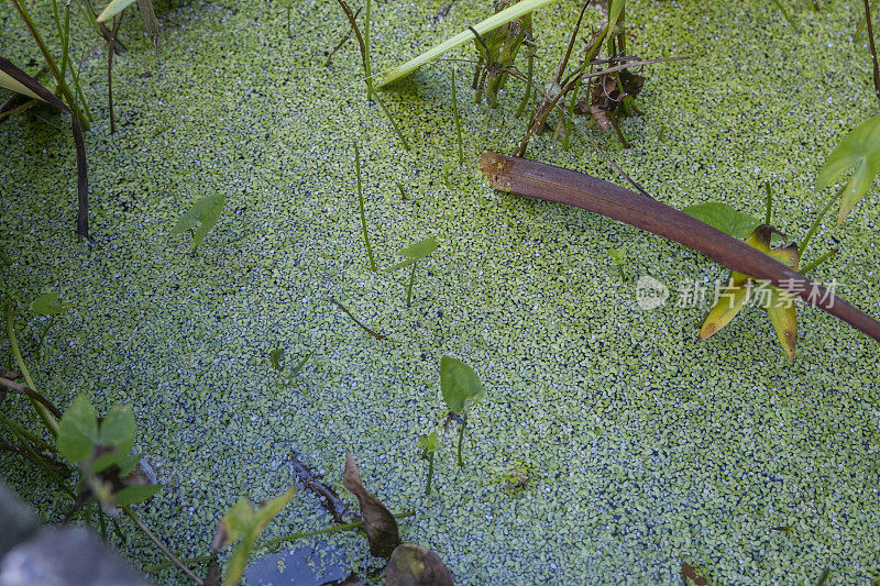 池塘里的藻类