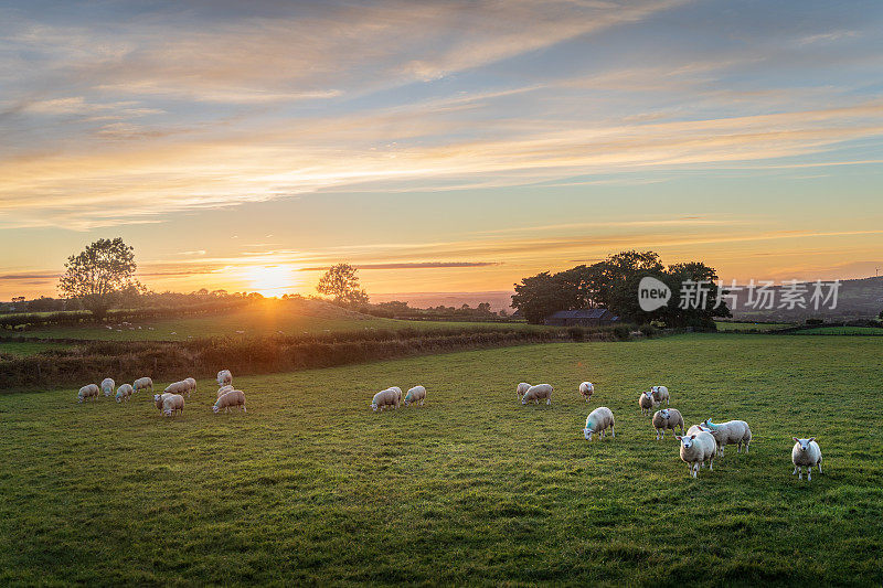 夏日夕阳下，羊群在草地上吃草，摄于北爱尔兰安特里姆郡