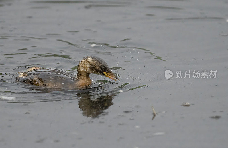 小格雷比潜水钓鱼