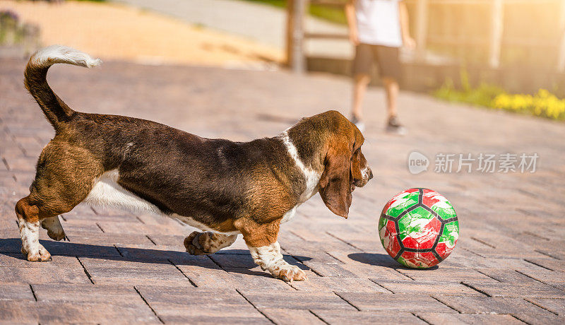 巴吉度猎犬玩球