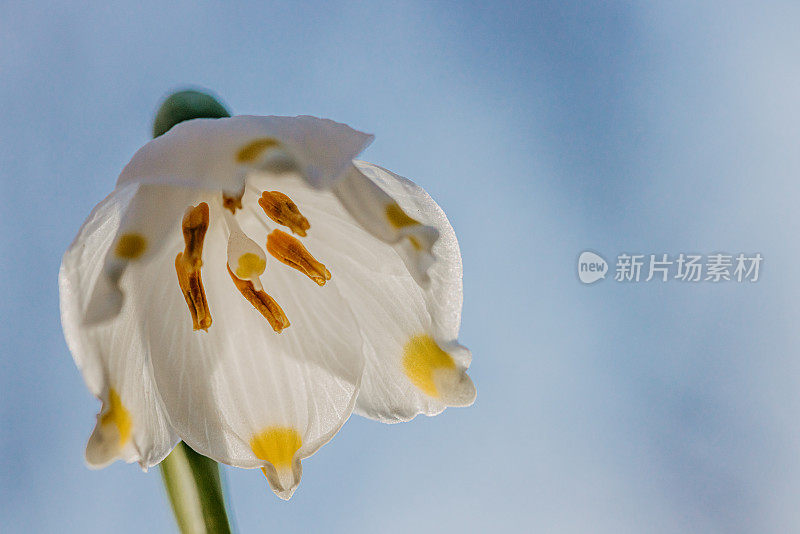 春天雪花花的微距镜头