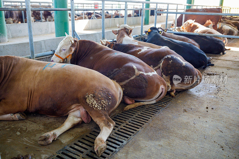 动物市场上的公牛(宰牲节)
