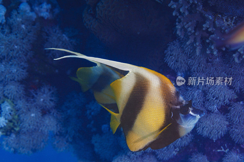 红海旗鱼鱼水下海洋生物珊瑚礁水下照片水肺潜水员的观点