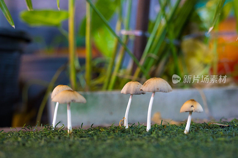 泰国真菌在人工草地上生长的夜间照片