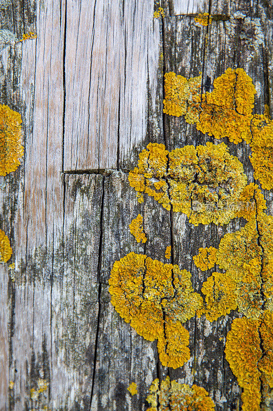 叶面地衣，一种复杂的生物，由真菌和光合作用伙伴之间的共生关系产生，生长在一个古老的木凳上。微距拍摄与背景模糊和复制空间