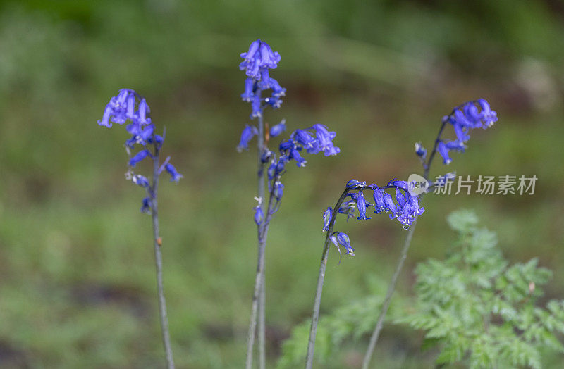 蓝铃花