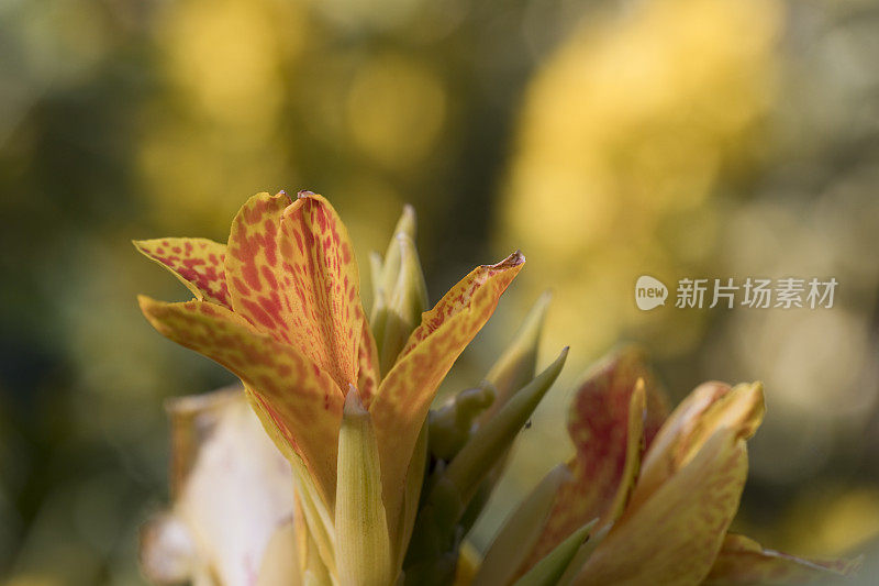 黄色开花美人蕉植物