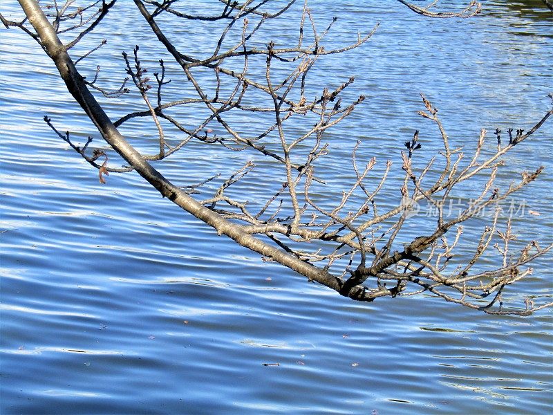 日本。2月。树枝露出水面。