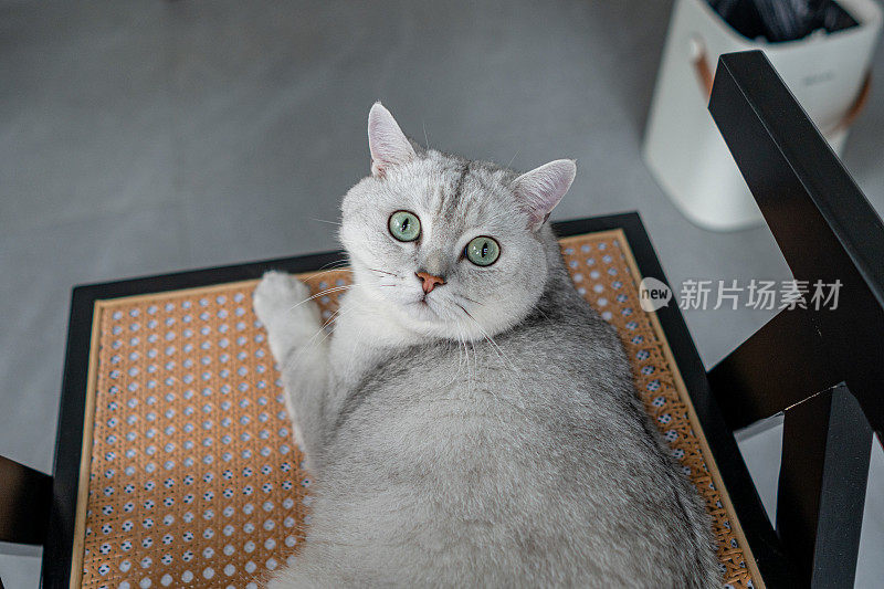 一只躺在椅子上的猫盯着照相机