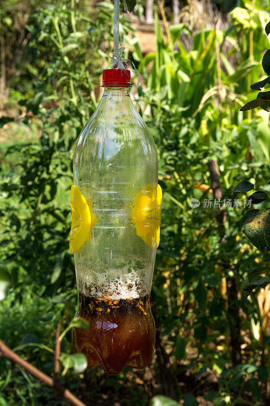 捕捉黄蜂和大黄蜂，装着啤酒和醋的塑料瓶挂在树上