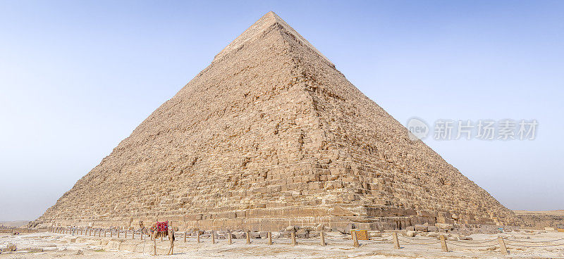 骆驼站在埃及吉萨墓地哈夫拉金字塔前