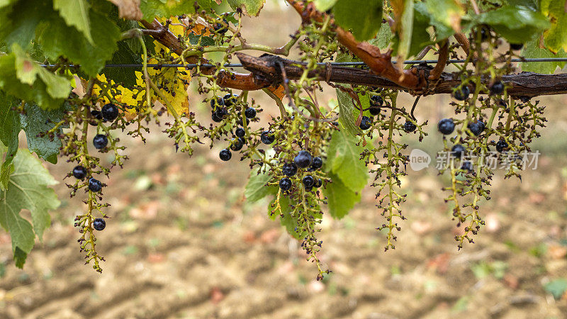 梅洛葡萄在德国收获