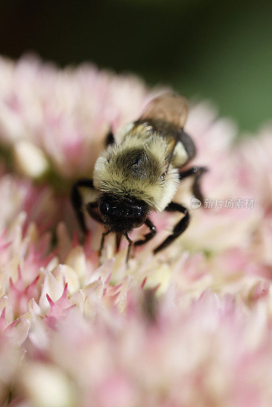 大黄蜂从花上收集花粉
