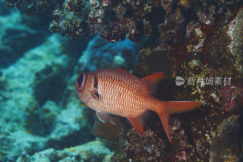 海洋生物。白边士兵鱼水下场景与珊瑚和鱼水肺潜水员的观点。