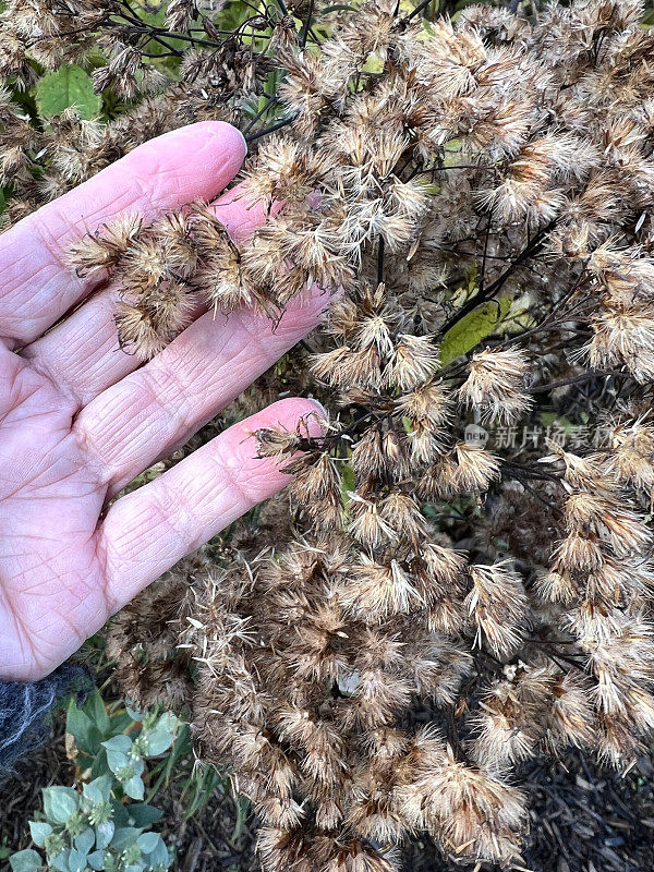 高级妇女的手握乔派杂草在十月