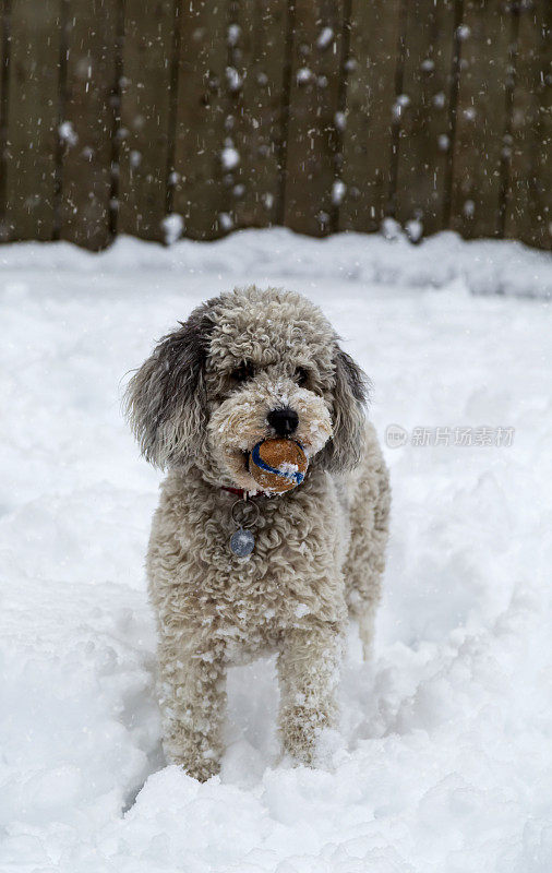 雪地里可爱的澳洲贵宾