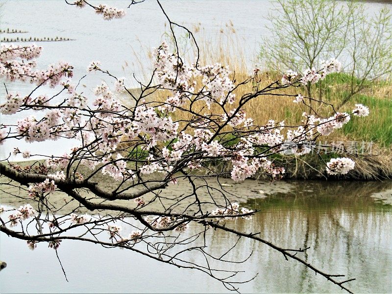 日本。三月底。水边的樱花。