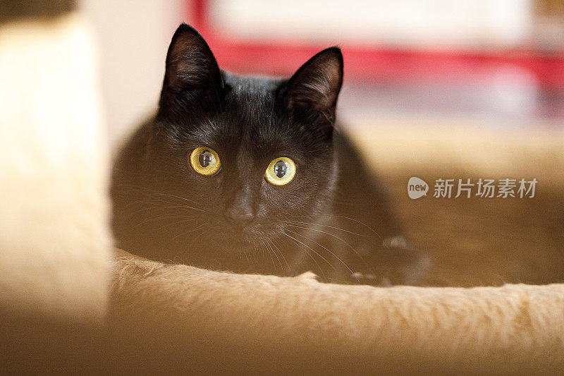 可爱的黑猫看着相机