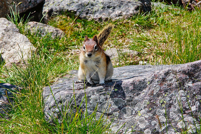 在一个阳光明媚的日子里，一只小花栗鼠站在绿色草地附近的大岩石上