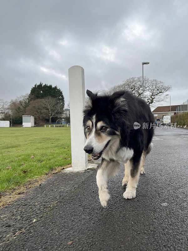 高级边境牧羊犬近距离肖像