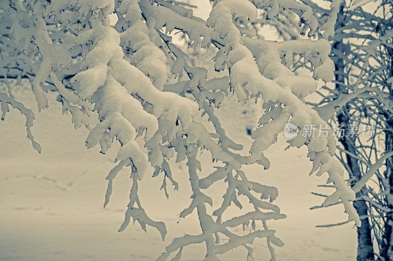 积雪覆盖的树枝