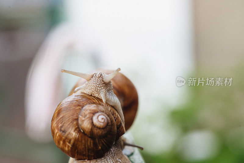 螺旋pomatia(罗马蜗牛，勃艮第蜗牛，可食用蜗牛，蜗牛)是一种大型，可食用，呼吸空气的陆地蜗牛。腹足类。两只蜗牛在交配。乌克兰动物群