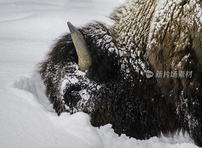 美国野牛在黄石国家公园的雪地里试图在雪下寻找食物。用头把雪移走。