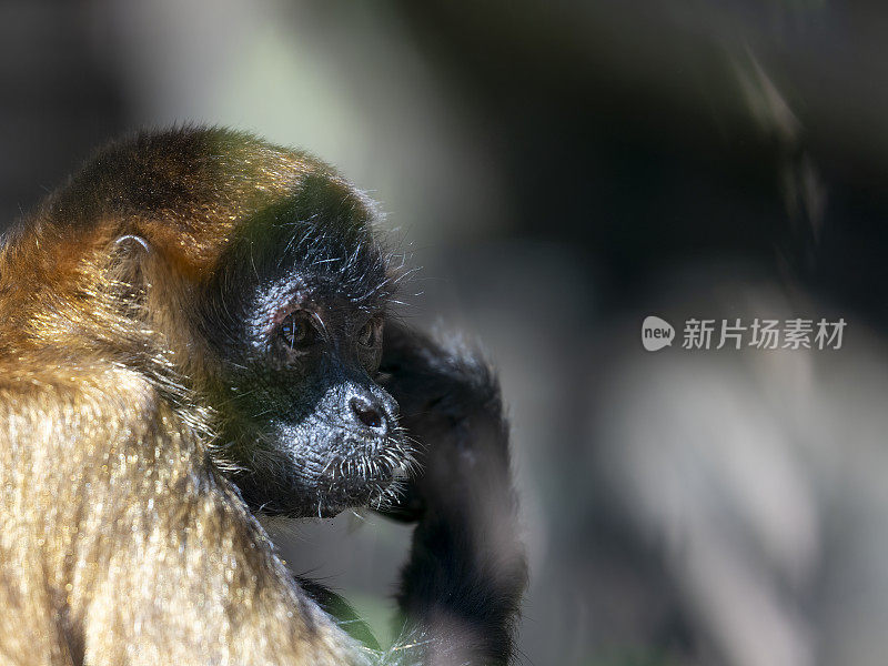 小蜘蛛猴在树枝上