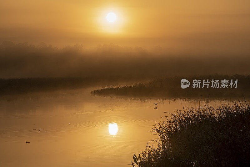 太阳从森林后面升起，进入雾蒙蒙的橙色天空，降落的鸟儿在平静的湿地水域中掠过金色的倒影