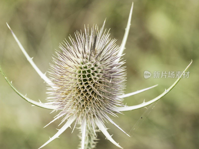 闭合干燥的蓟