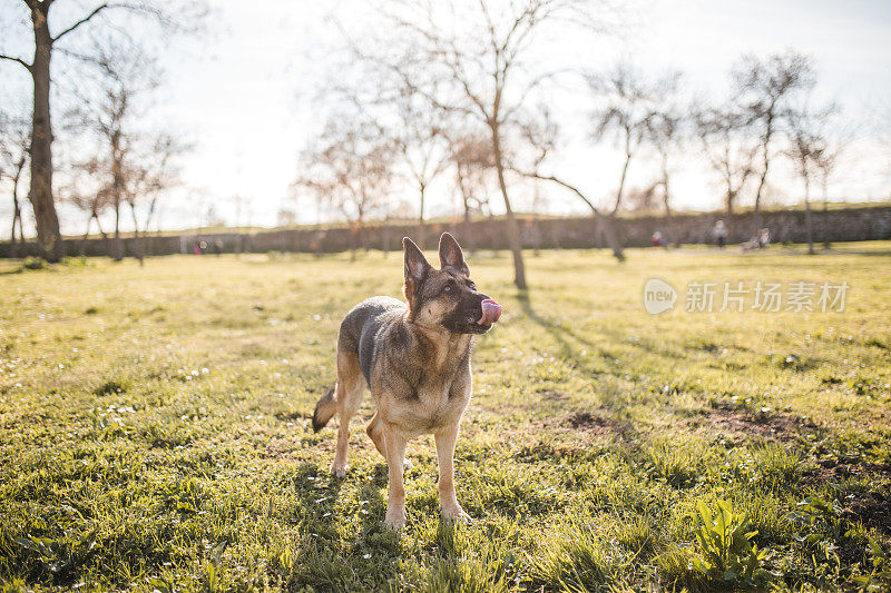 一只德国牧羊犬正在公园里玩耍