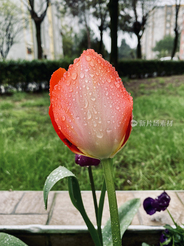 郁金香和雨滴