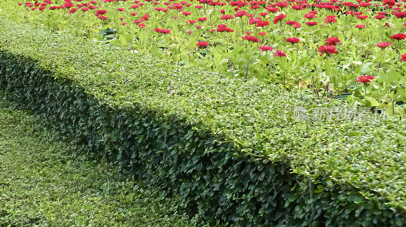 一张树篱的照片，背景是有红花的树篱，花园中有一条长凳。