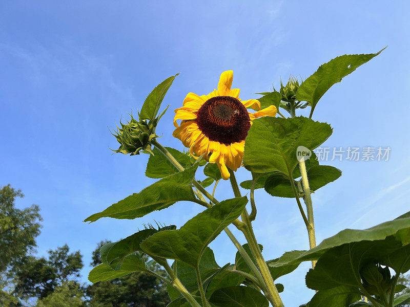 向日葵与蜜蜂