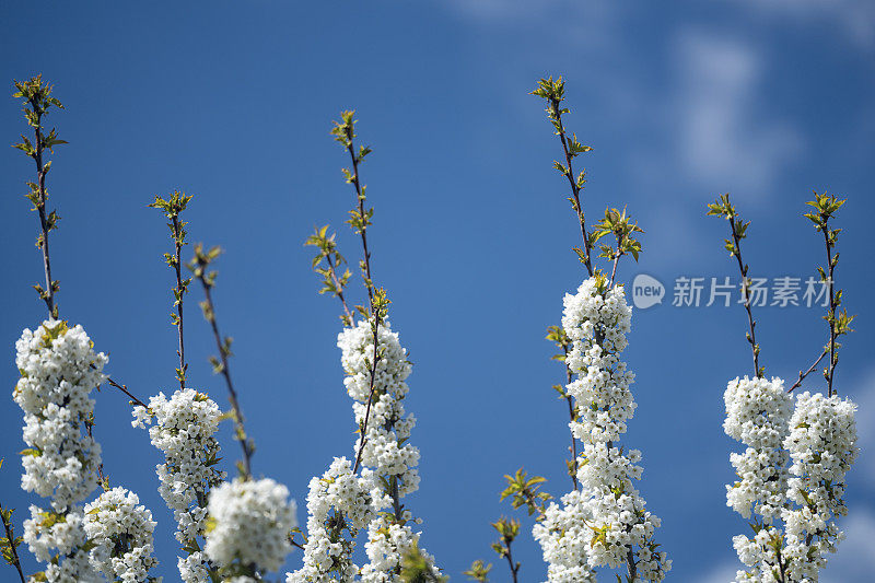 苹果树枝上开着白色的花果