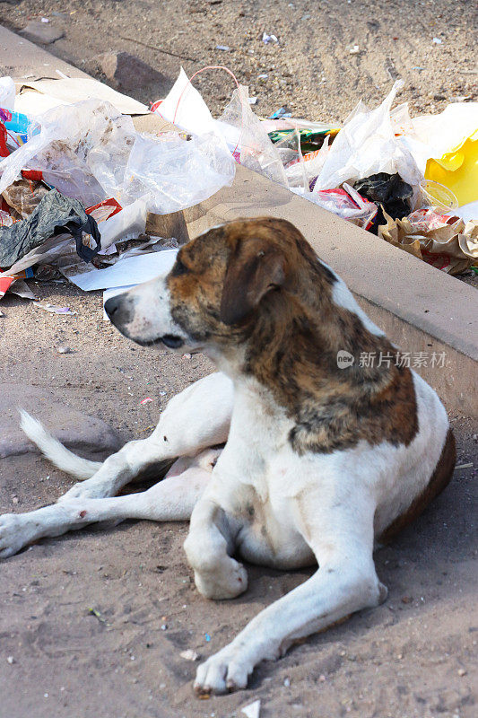 警觉的特写图像，野狗躺在肮脏、坑坑洼洼的人行道上，靠近路边的垃圾堆，杂种狗在炎热的晴天在阴暗处休息，聚焦于前景