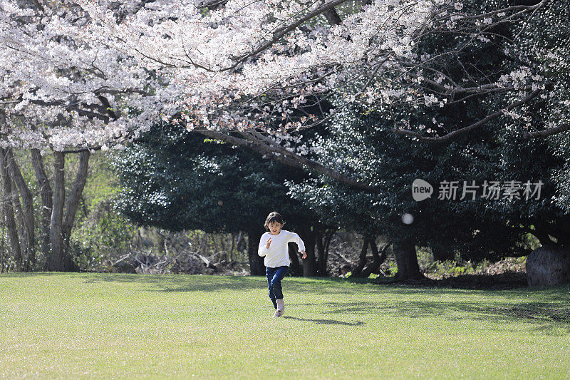 跑日本女学生和樱花(8岁)