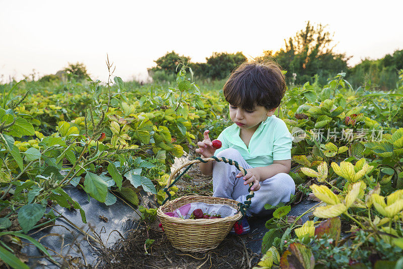 小男孩在有机草莓地里采摘新鲜草莓