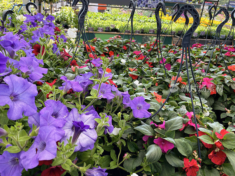 塑料吊篮的特写图片，上面有夏天的花，一年生的园艺垫料植物，花园中心的紫色、红色和白色牵牛花，重点在前景