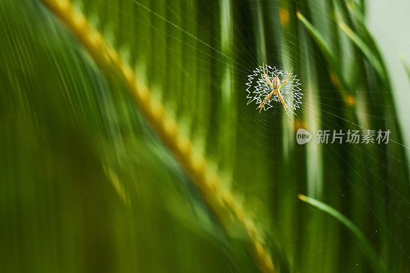 雨林里的蜘蛛坐在它的网里