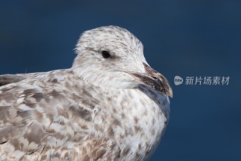 年轻的海鸥