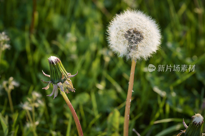 摧残奸污蒲公英