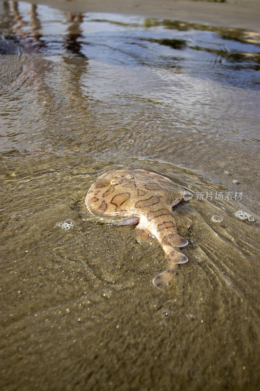 加勒比海沙滩上的电海黄貂鱼