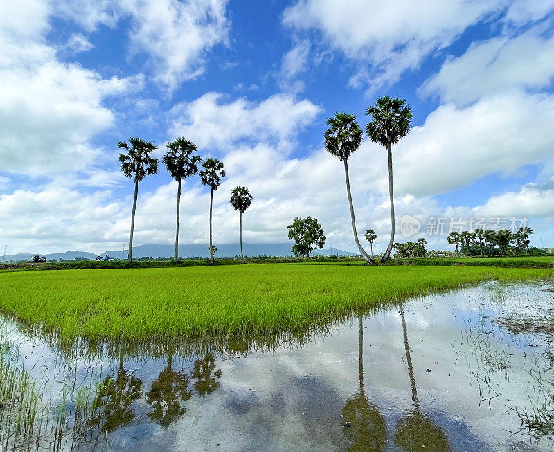 安江省，一排排的棕榈树矗立在绿色的稻田中间