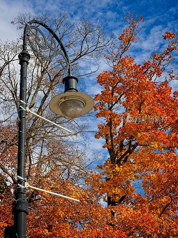在这个经典的新英格兰社区里，莱诺克斯市的街灯映衬着秋天的树叶